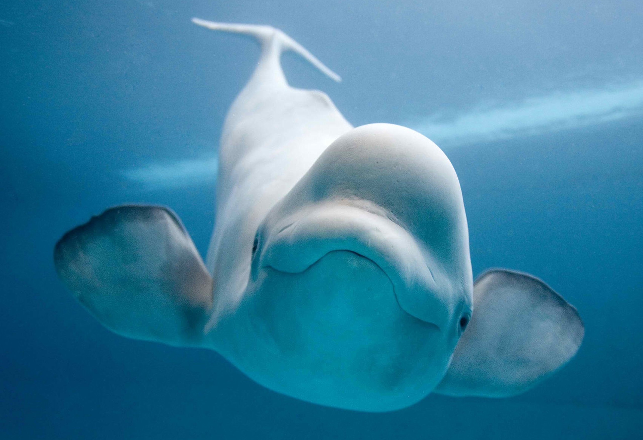 Amazon.com: WeSellPhotos Beluga Whale Poster 13x19: Posters & Prints